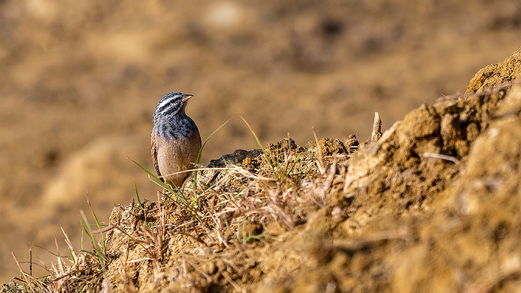 Striolated Bunting